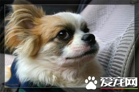 蝴蝶犬口水程度 蝴蝶犬唾液腺分泌不旺盛