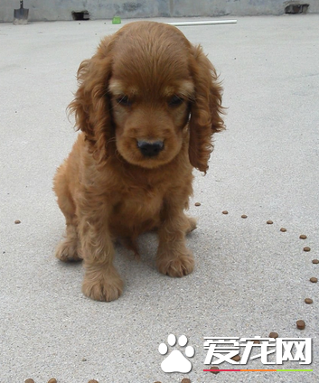美國可卡犬優缺點 可卡性情溫和聰明機靈