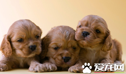 美國可卡犬優缺點 可卡性情溫和聰明機靈