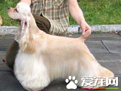 美國可卡犬會咬人嗎 一般不會隨意的去攻擊人
