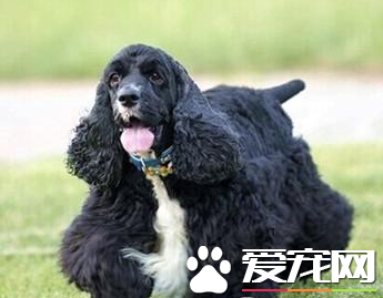 美國可卡犬會咬人嗎 一般不會隨意的去攻擊人