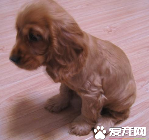 美國可卡犬掉毛程度 一般掉毛的量都是很少