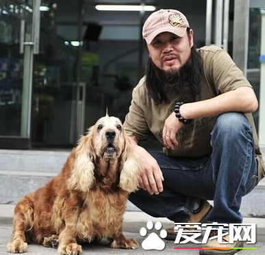 美國可卡犬掉毛程度 一般掉毛的量都是很少