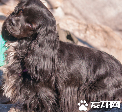 美國可卡犬的壽命 壽命在10到15年左右