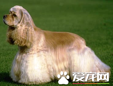 美國可卡犬的壽命 壽命在10到15年左右