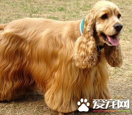 美國可卡犬吃什麼 可卡犬斷奶後怎麼養