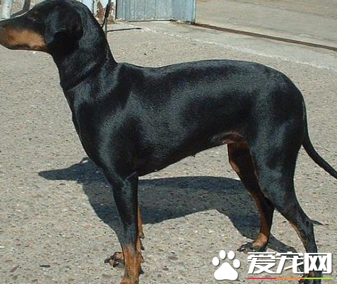 曼徹斯特梗犬掉毛嗎 曼徹斯特梗犬不掉毛的