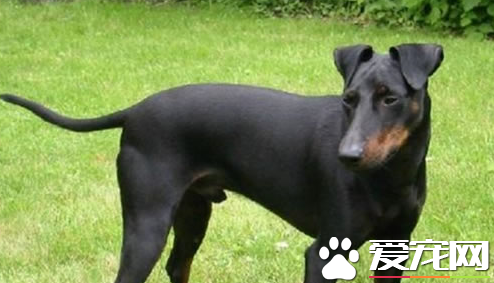 曼徹斯特梗犬掉毛嗎 曼徹斯特梗犬不掉毛的