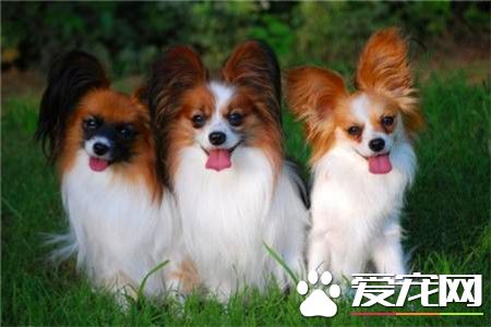 蝴蝶犬看家嗎 如何讓蝴蝶犬學會看家