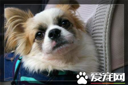 蝴蝶犬叫聲什麼意思 蝴蝶犬吠叫處理方法