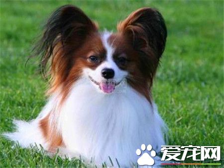 蝴蝶犬叫聲什麼意思 蝴蝶犬吠叫處理方法