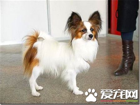 蝴蝶犬看家嗎 如何讓蝴蝶犬學會看家