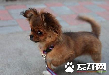 蝴蝶犬好養麼 飼養蝴蝶犬需要注意的事項