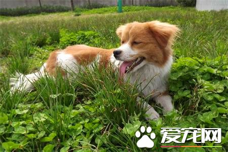 蝴蝶犬叫聲什麼意思 蝴蝶犬吠叫處理方法