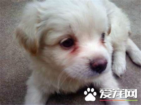 蝴蝶犬好養麼 飼養蝴蝶犬需要注意的事項