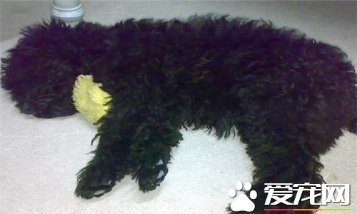 凱利藍梗屬於什麼犬 凱利藍梗犬是中型犬