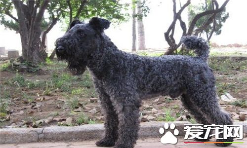 凱利藍梗屬於什麼犬 凱利藍梗犬是中型犬