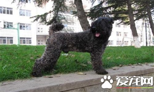 凱利藍梗屬於什麼犬 凱利藍梗犬是中型犬