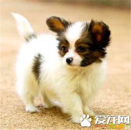 蝴蝶犬好養麼 飼養蝴蝶犬需要注意的事項