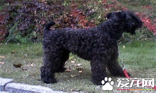 凱利藍梗智商 凱利藍梗智商排名在第35位