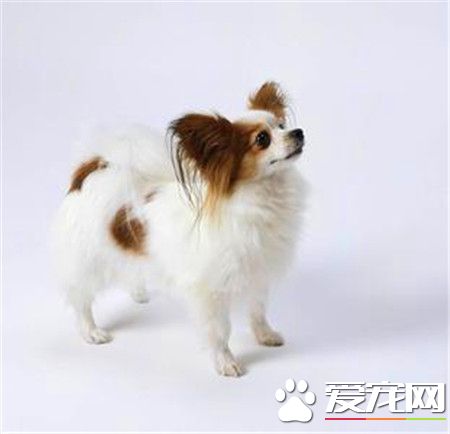 蝴蝶犬多重 蝴蝶犬的體重在4到4.5公斤左右