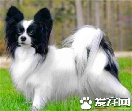 蝴蝶犬多重 蝴蝶犬的體重在4到4.5公斤左右
