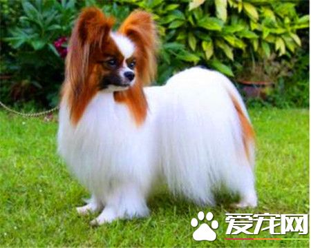 蝴蝶犬多重 蝴蝶犬的體重在4到4.5公斤左右