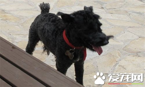凱利藍梗一天吃多少 超過1歲的一天喂一次