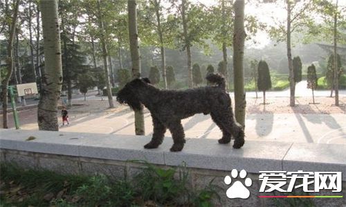 凱利藍梗凶猛嗎 凱利藍梗是不太凶猛的狗狗