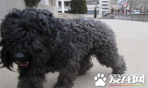 凱利藍梗凶猛嗎 凱利藍梗是不太凶猛的狗狗