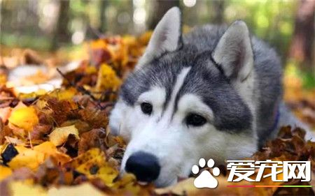 哈士奇能活多大 常見的哈士奇壽命是9到12年