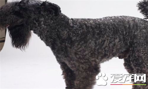 凱利藍梗壽命 壽命一般在13到14年左右
