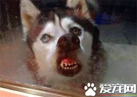 哈士奇能長多大 哈士奇長到多大算成犬
