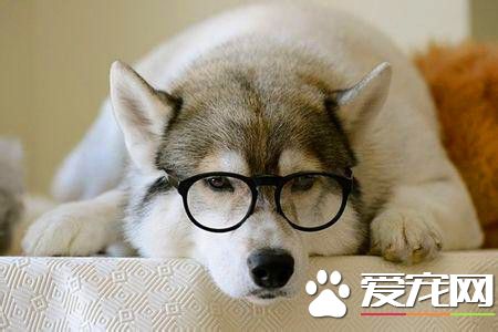 哈士奇能長多大 哈士奇長到多大算成犬