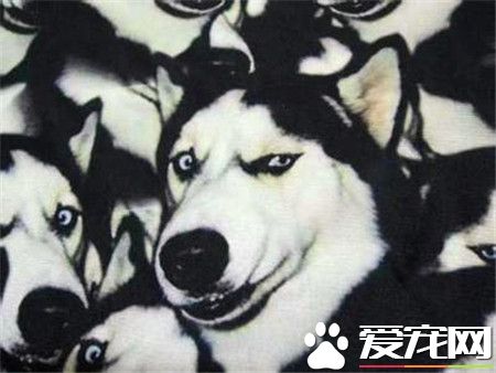 哈士奇能長多大 哈士奇長到多大算成犬