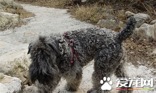 凱利藍梗如何美容 凱利藍梗毛發美容注意事項