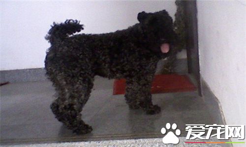 凱利藍梗如何美容 凱利藍梗毛發美容注意事項