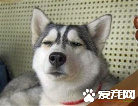 哈士奇好不好養 哈士奇適合一些孤獨的人飼養