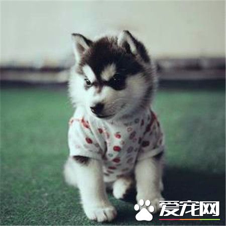 哈士奇好不好養 哈士奇適合一些孤獨的人飼養