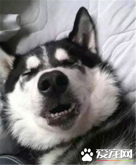 哈士奇狗狗喜歡吃什麼 哈士奇幼犬喂養注意事項