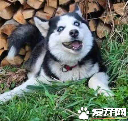 哈士奇狗狗喜歡吃什麼 哈士奇幼犬喂養注意事項