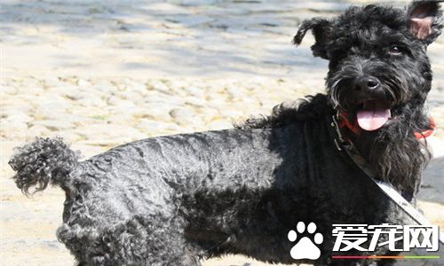 凱利藍梗大小 理想公犬的身高應為47厘米