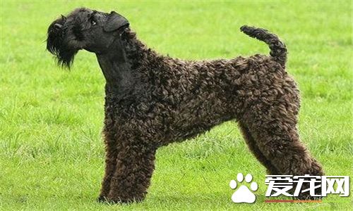凱利藍梗標准造型 公犬的標准身高應為47厘米