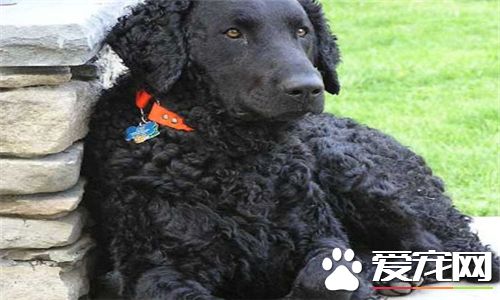 卷毛尋回犬體型 公犬的高度在63到68厘米