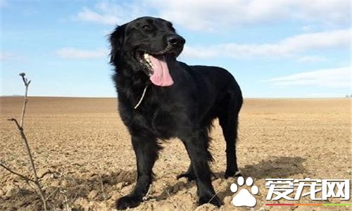 卷毛尋回犬體型 公犬的高度在63到68厘米