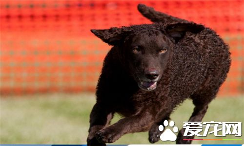 卷毛尋回犬體型 公犬的高度在63到68厘米