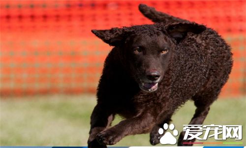 卷毛尋回犬掉毛程度 卷毛尋回犬掉毛程度一般