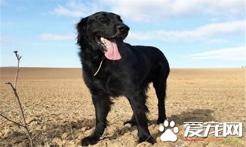 卷毛尋回犬掉毛程度 卷毛尋回犬掉毛程度一般