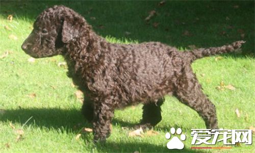 卷毛尋回犬掉毛程度 卷毛尋回犬掉毛程度一般