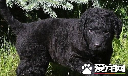 卷毛比熊犬智商很低嘛 智商其實並不是特別高